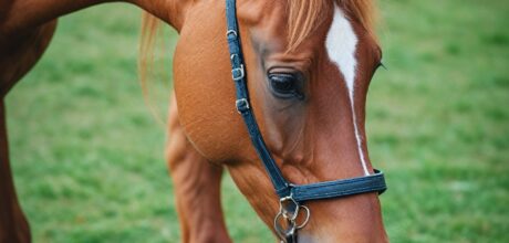 Lesões em Cavalos: Prevenção e Cuidados Essenciais
