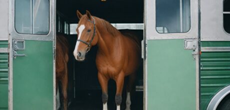 Como adaptar cavalos ao transporte em reboques: guia prático