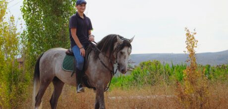Como funciona o working equitation: guia completo