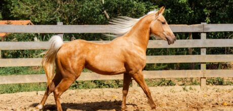 Melhores raças de cavalos para passeios longos e confortáveis
