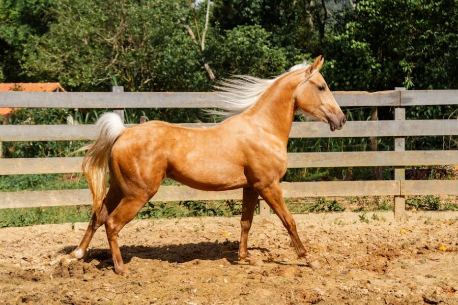 Melhores raças de cavalos para passeios longos e confortáveis