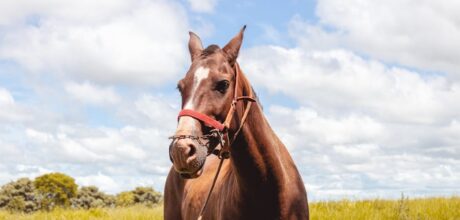Raças de cavalos mais indicadas para doma racional