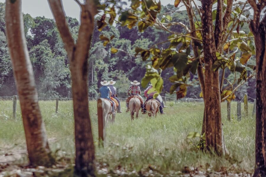 Sintomas de laminite em cavalos: sinais e cuidados essenciais