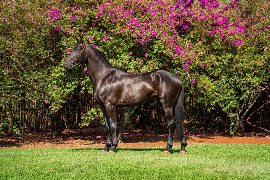 Técnicas de dessensibilização para cavalos de trilha: guia prático