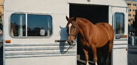 Como transportar cavalos em reboques com segurança e conforto