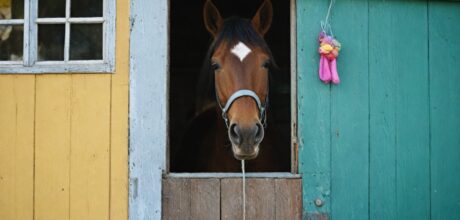 Como prevenir tédio em cavalos estabulados: dicas práticas