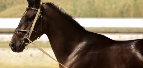 Diferenças entre cabeçadas com e sem focinheira explicadas