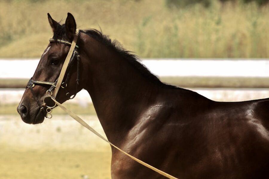 Diferenças entre cabeçadas com e sem focinheira explicadas