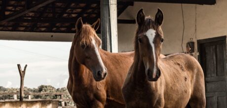 Raças de cavalos mais usadas em apresentações circenses