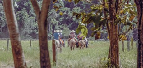 Sintomas de laminite em cavalos: sinais e cuidados essenciais