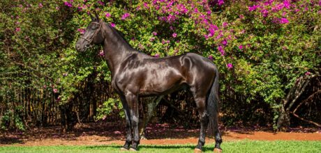 Técnicas de dessensibilização para cavalos de trilha: guia prático